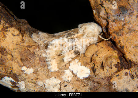 - Eremobia ochroleuca jaunâtre sombre Banque D'Images