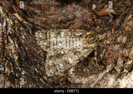 L'herbe - Acronicta rumicis Knot Banque D'Images