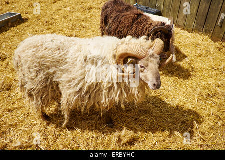 La race ovine Boreray plus rares au Royaume-Uni Cotswold Farm Park Farm Bemborough Kineton UK Banque D'Images