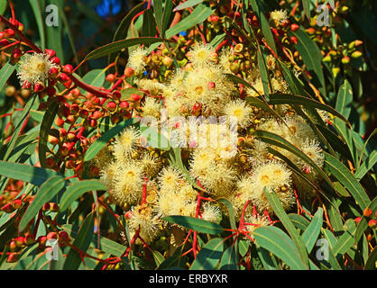 Les fleurs d'eucalyptus Banque D'Images