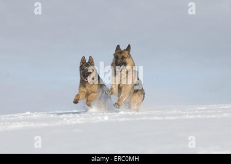 Berger allemand dans la neige Banque D'Images