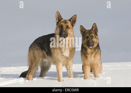 Berger allemand dans la neige Banque D'Images