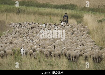 troupeau de moutons Banque D'Images