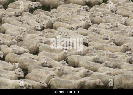 troupeau de moutons Banque D'Images