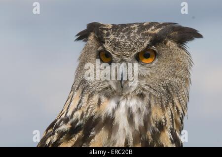 Grand portrait owl Banque D'Images