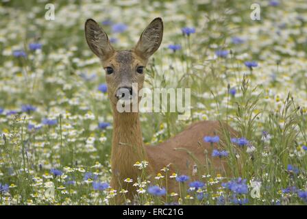 cerf Banque D'Images