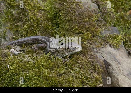 lézard de sable Banque D'Images