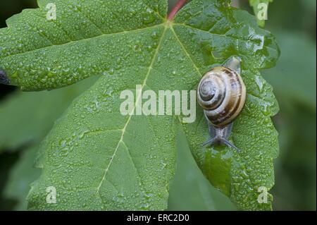 escargot Banque D'Images