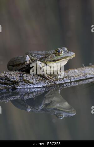 grenouille Banque D'Images