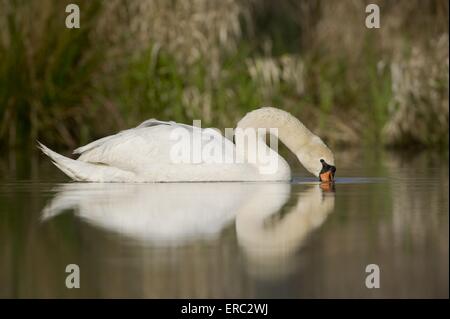 Cygne muet Banque D'Images