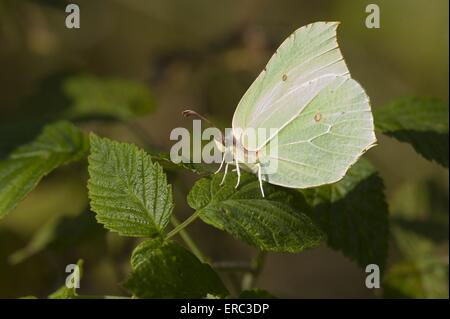 Brimstone Banque D'Images