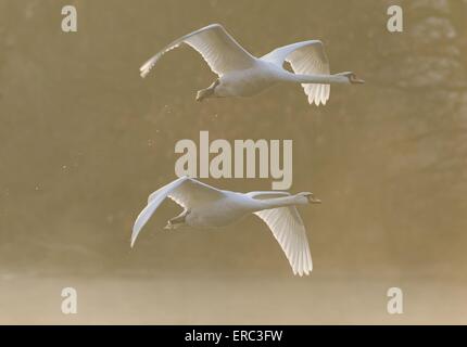 Le Cygne tuberculé Banque D'Images