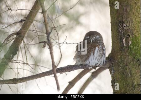 Eurasian Pygmy Owl Banque D'Images