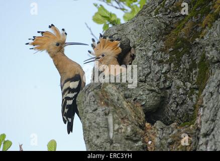 Huppes eurasien Banque D'Images