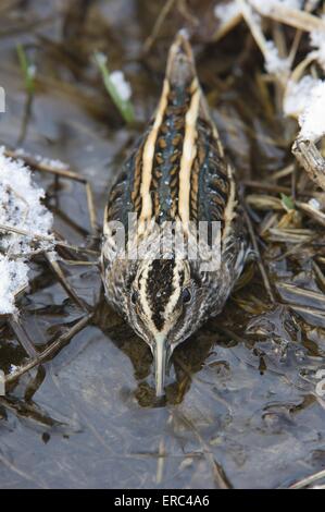 Jack snipe Banque D'Images