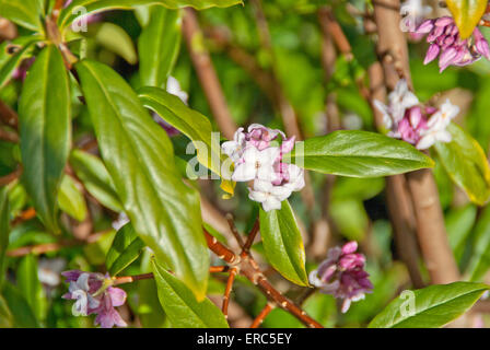Daphne bholua 'Jacqueline' Postill Banque D'Images