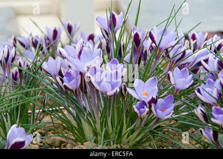 Crocus chrysanthus 'Spring Beauty' Banque D'Images