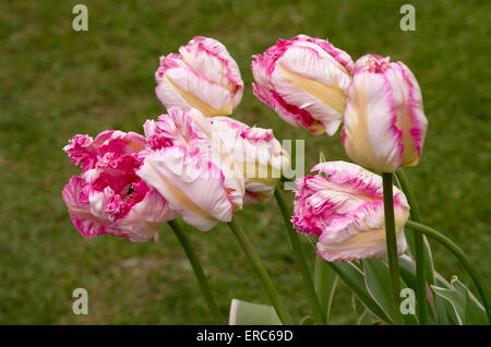 Tulip Parrot d'argent Banque D'Images