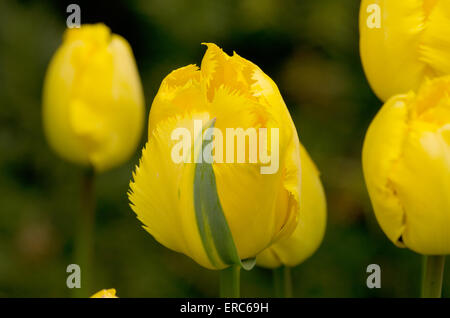 Étoile en cristal Tulip Banque D'Images