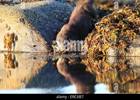 Loutre commune Banque D'Images