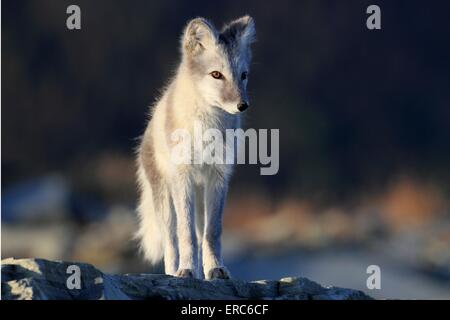 renard arctique Banque D'Images