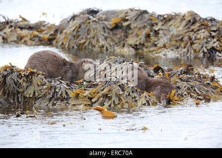 Loutre commune Banque D'Images