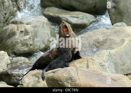 Hooker's lions de mer Banque D'Images