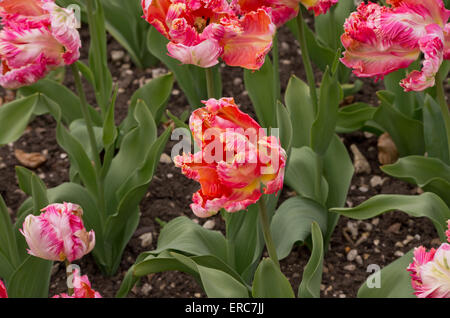 Tulip Apricot Parrot Banque D'Images