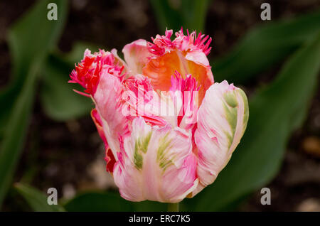 Tulip Apricot Parrot Banque D'Images