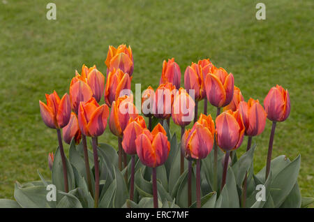 Tulip Princess Irene Banque D'Images