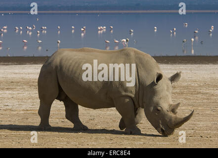 WHITE RHINO PAR RIVE DU LAC NAKURU Banque D'Images