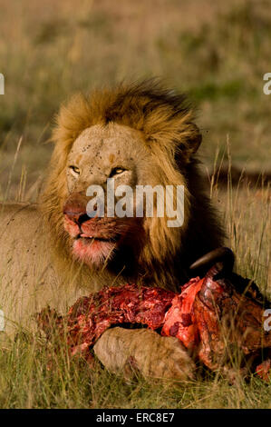 LION MÂLE MANGEANT TUER FACE SANGLANTE Banque D'Images