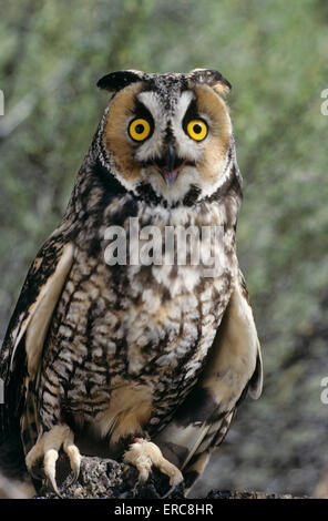 Hibou des marais Asio longue otis EUROPE, ASIE, AMÉRIQUE DU NORD Banque D'Images