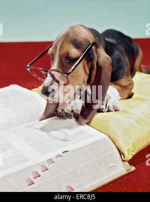 1970 Basset Hound aux yeux tristes portant des lunettes PAIRE LIRE UN LIVRE DICTIONARY Banque D'Images