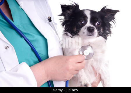 L'EFP et chien, Chihuahua. Le vétérinaire de l'examen, le chien pour contrôler sa santé Banque D'Images