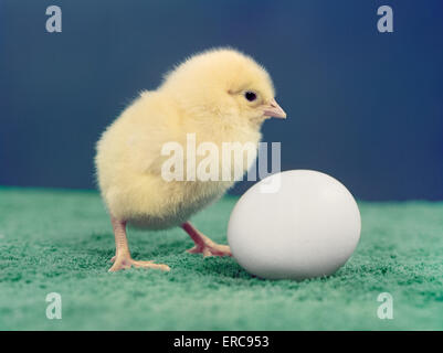 Années 50 BABY CHICK ET DES OEUFS Banque D'Images