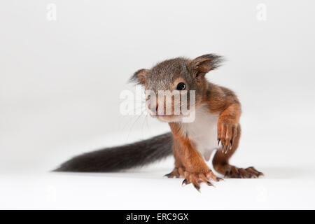 L'écureuil roux (Sciurus vulgaris), les jeunes Banque D'Images