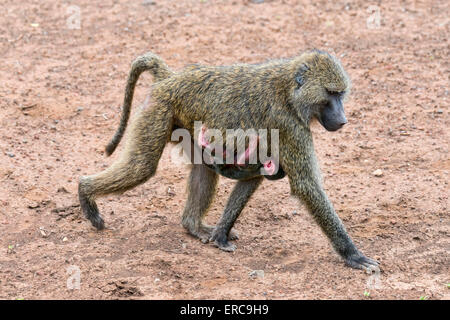 Babouin Anubis babouin olive ou (Papio anubis), mother with baby, Parc National d'Arusha, Tanzanie Banque D'Images