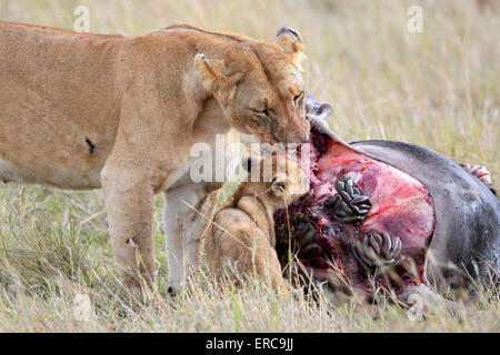 Lioness (Panthera leo) avec les jeunes, à la tuer, se nourrir de carcasses de gnous, Masai Mara National Reserve, Kenya Banque D'Images