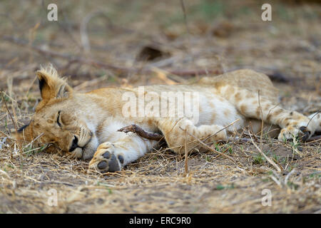 Jeune lion (Panthera leo), Cub, dormir, Lower Zambezi National Park, Zambie Banque D'Images