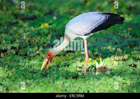 Yellow-billed stork (Mycteria ibis), la recherche de nourriture dans un étang, le parc national de South Luangwa, en Zambie Banque D'Images