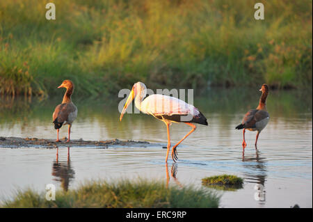 Yellow-billed stork (Mycteria ibis) de nourriture dans un petit étang, oies égyptiennes derrière, lumière du soir, le parc national de South Luangwa Banque D'Images