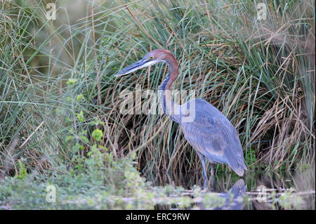 Héron goliath (Ardea goliath) sur la chasse, la traque la rive La rive, close-up, Lower Zambezi National Park, Zambie Banque D'Images