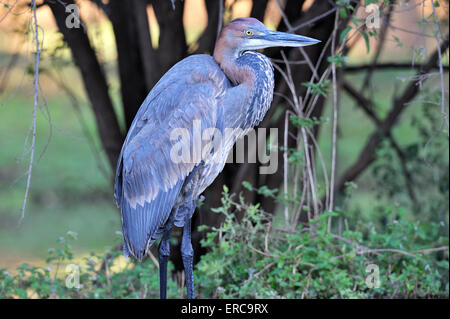 Héron goliath (Ardea goliath), portrait, close-up, Lower Zambezi National Park, Zambie Banque D'Images