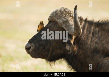 Buffle (Syncerus caffer caffer), bull avec Yellow-Oxpecker (Buphagus africanus), l'oxpeckers sont associés à Banque D'Images