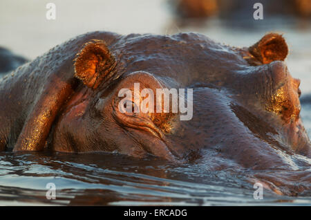 Hippopotame (Hippopotamus amphibius) dans l'eau, close-up, dans le la rivière Chobe, Chobe National Park, Botswana Banque D'Images