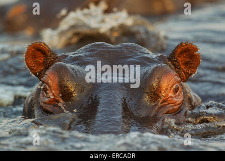 Hippopotame (Hippopotamus amphibius) dans l'eau, close-up, dans le la rivière Chobe, Chobe National Park, Botswana Banque D'Images