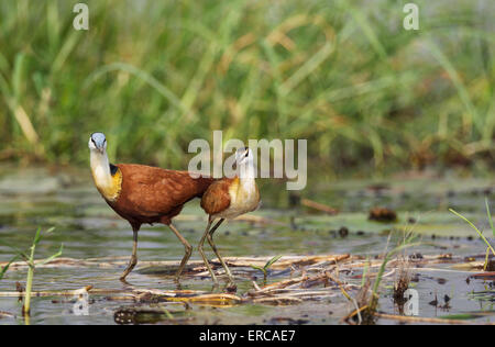 (Actophilornis africanus Jacana africain), avec les jeunes femmes dans l'eau peu profonde sur la rive de la rivière Chobe Banque D'Images