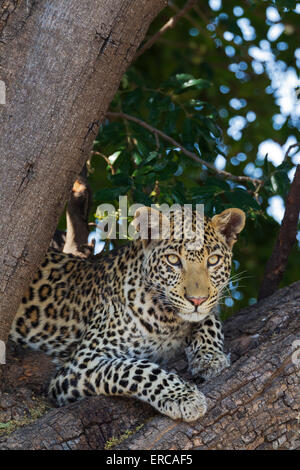 Leopard (Panthera pardus), femme, se reposant dans un arbre, Chobe National Park, Botswana Banque D'Images