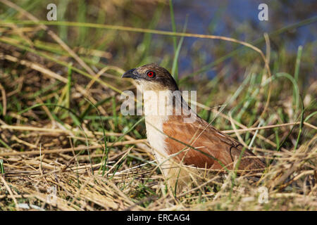 Coucal du Sénégal (Centropus senegalensis), Delta de l'Okavango, Moremi, Botswana Banque D'Images